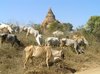 20050127_Bagan_01